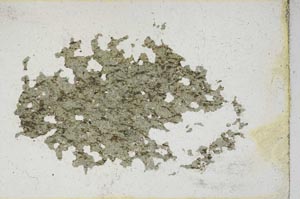 Plane Polarized, S10166