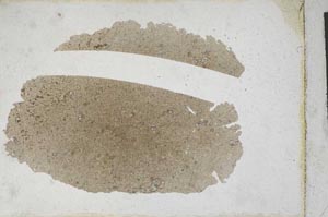 Plane Polarized, S10170