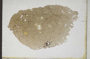 Plane Polarized, S10173