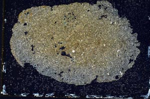 Cross Polarized, S10174