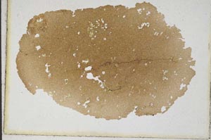 Plane Polarized, S10174