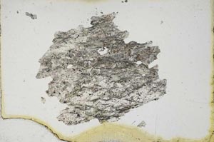 Plane Polarized, S10206