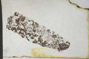 Plane Polarized, S10232