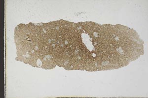 Plane Polarized, S10253
