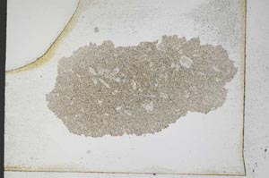 Plane Polarized, S10329