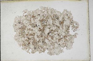 Plane Polarized, S10333