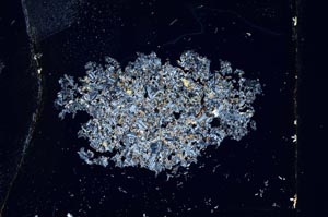 Cross Polarized, S10334