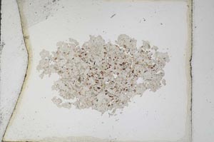 Plane Polarized, S10334