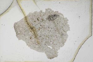 Plane Polarized, S10335