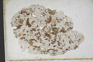 Plane Polarized, S10337