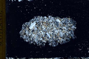 Cross Polarized, S10338