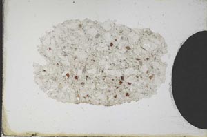 Plane Polarized, S10339