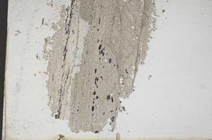 Plane Polarized, S10354