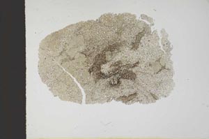 Plane Polarized, S10359