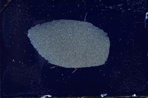 Cross Polarized, S10360