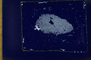 Cross Polarized, S10361