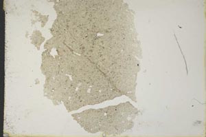 Plane Polarized, S10362