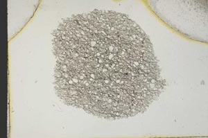 Plane Polarized, S10364