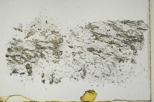 Plane Polarized, S10368/A