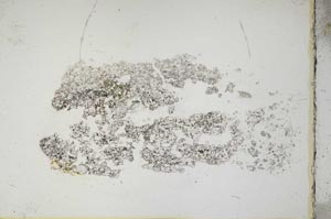 Plane Polarized, S10375