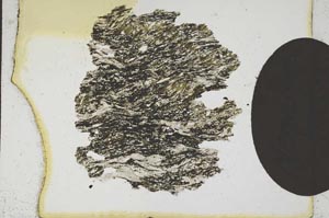 Plane Polarized, S10377