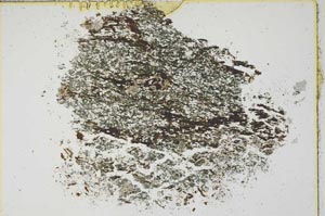 Plane Polarized, S10380