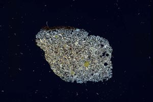 Cross Polarized, S760