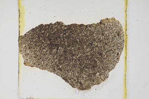 Plane Polarized, S782