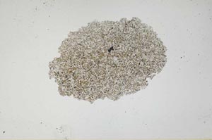 Plane Polarized, S786/A