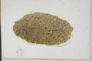 Plane Polarized, S786/B