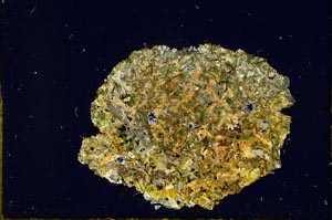 Cross Polarized, S805