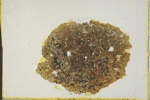 Plane Polarized, S805