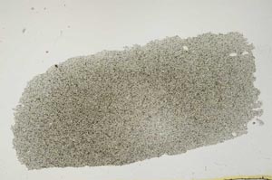 Plane Polarized, S814