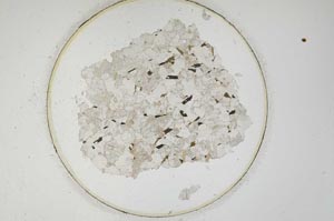 Plane Polarized, S850/A