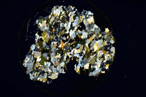 Cross Polarized, S850/D