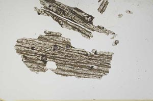 Plane Polarized, S938