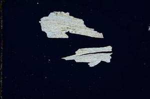 Cross Polarized, S939