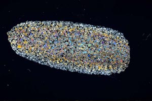 Cross Polarized, S977