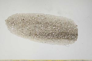 Plane Polarized, S977