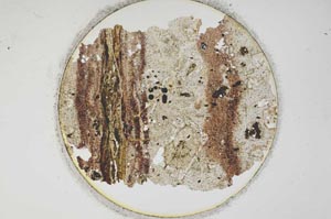 Plane Polarized, S1006