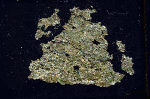 Cross Polarized, S10381