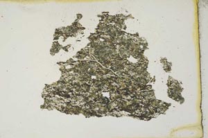 Plane Polarized, S10381