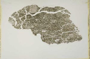 Plane Polarized, S10382