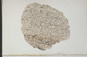 Plane Polarized, S10384