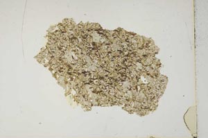 Plane Polarized, S10385