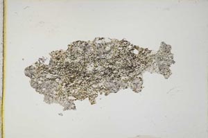 Plane Polarized, S10388