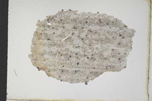 Plane Polarized, S10400