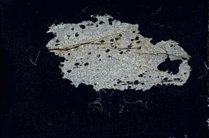 Cross Polarized, S10401