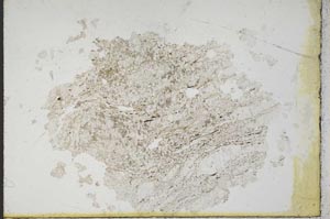 Plane Polarized, S10407