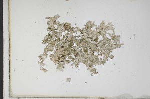 Plane Polarized, S10410